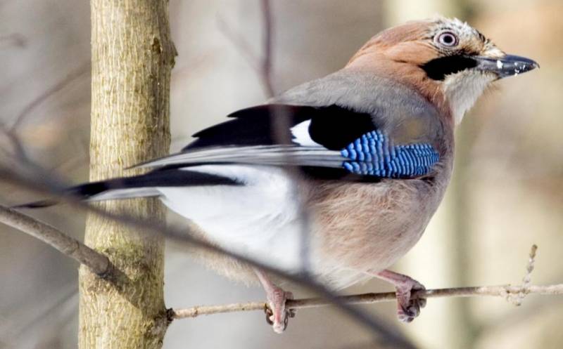 Врановые птицы: описание, фото, рацион питания, характеристики и особенности видов