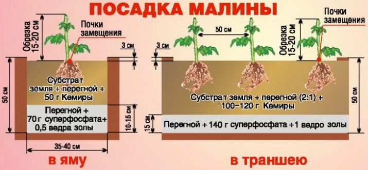 малина лучшие сорта ремонтантные