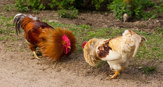 Анекдоты  Пасхальные анекдоты