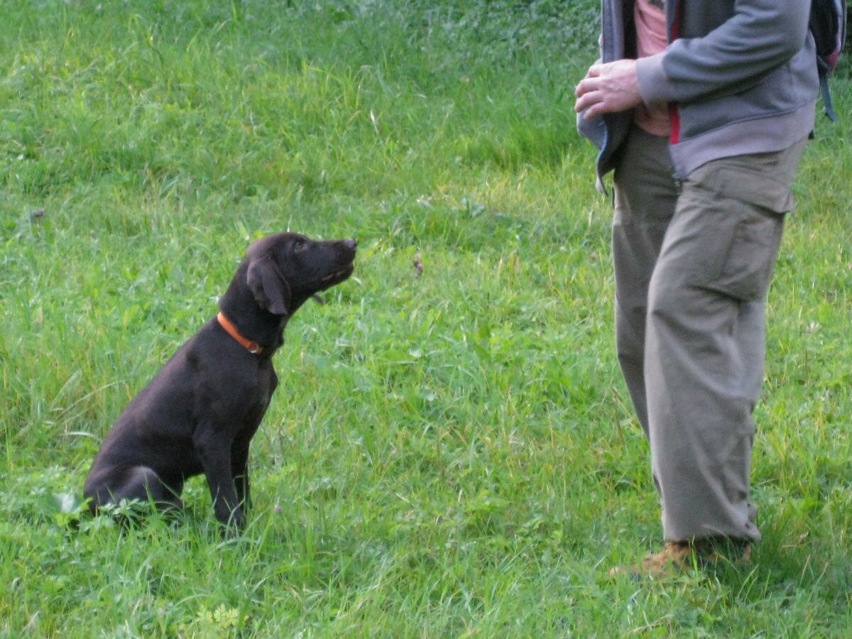 Дрессировка – это надо знать каждому! Послушание на улице