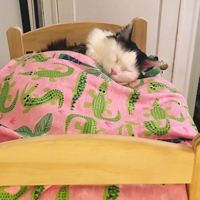 rescue-cat-sleeps-doll-bed-sophie-13