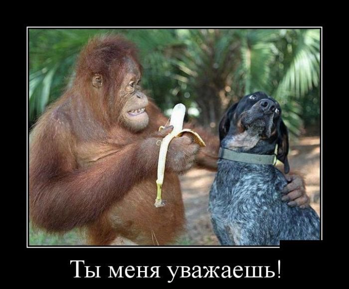 Демотиваторы – приколы на любой вкус: «Не высыпаешься?» Демотиваторы – приколы на любой вкус: «Не высыпаешься?»