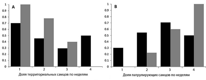 Предусмотрительные самцы шашечниц