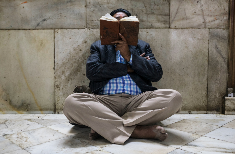 Крысиный рай: индийский храм, где поклоняются грызунам Крысиный рай: индийский храм, где поклоняются грызунам индия,история,крысы,культура индии,мир,страны