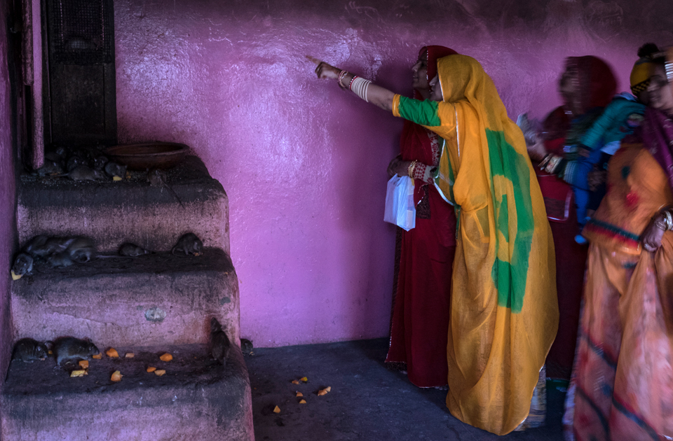 Крысиный рай: индийский храм, где поклоняются грызунам Крысиный рай: индийский храм, где поклоняются грызунам индия,история,крысы,культура индии,мир,страны