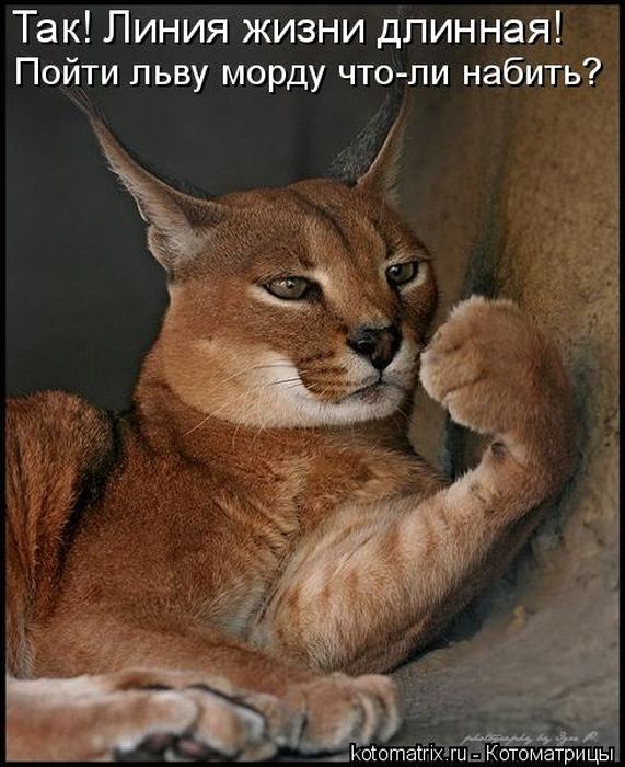 Мысли вслух :)