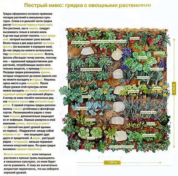 Секреты размещения огорода на небольшом участке Секреты размещения огорода на небольшом участке