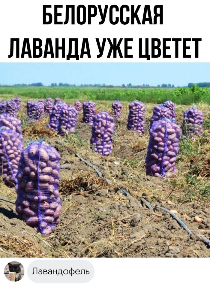 Остроумные комментарии, которые как острый соус добавляют пикантности посту 