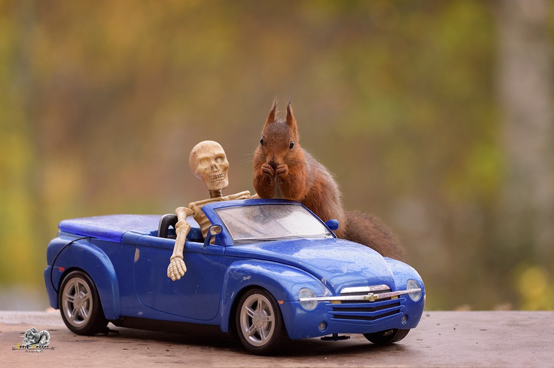 бельчонок на машине. имз-нами-а50. белки в машине. бельчонок на машине. имз нами а50 белка.