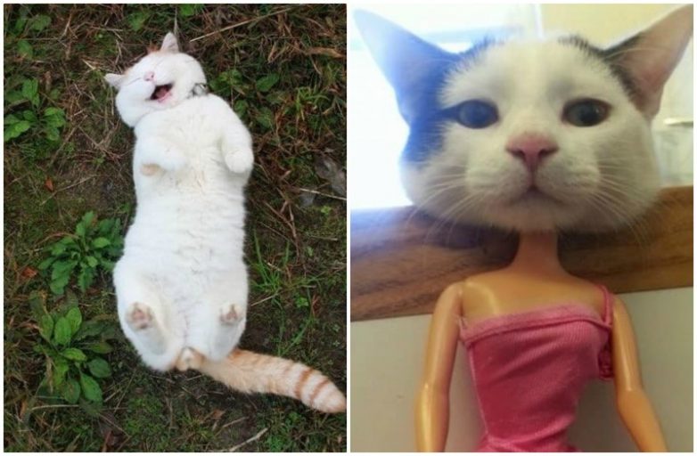 Кошачье лето