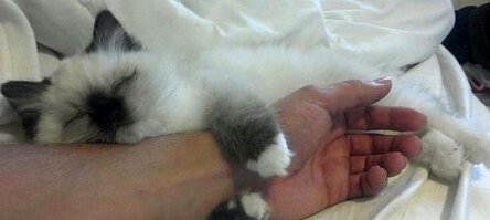 Совместный сон с котиком: почему не пускать питомца к себе в постель – маленькое преступление домашний очаг,жизнь,коты