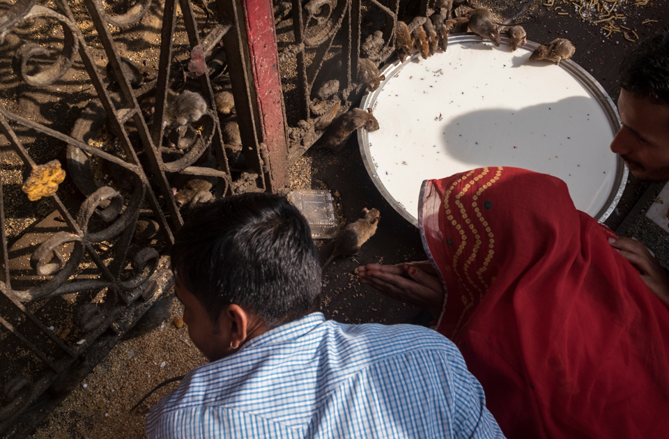 Крысиный рай: индийский храм, где поклоняются грызунам Крысиный рай: индийский храм, где поклоняются грызунам индия,история,крысы,культура индии,мир,страны