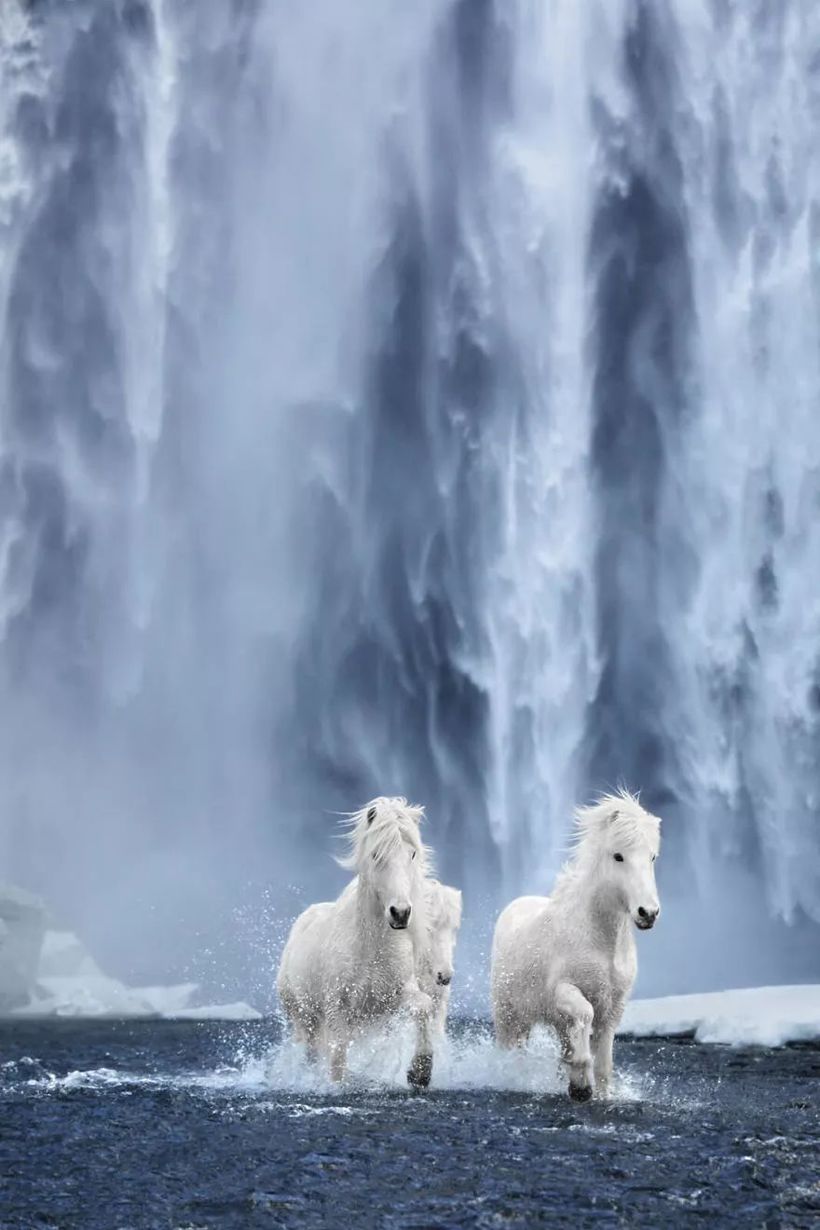 Сказочные фотографии лошадей, живущих в экстремальных условиях Исландии