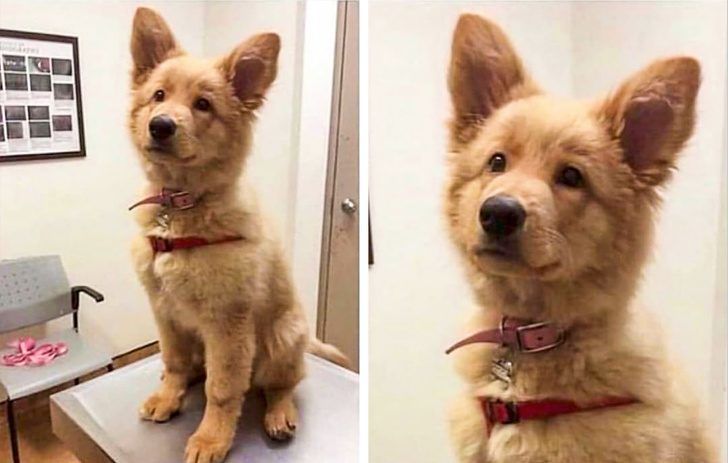 Пушистые мордашки, которые покорят вас своей изюминкой Пушистые мордашки, которые покорят вас своей изюминкой