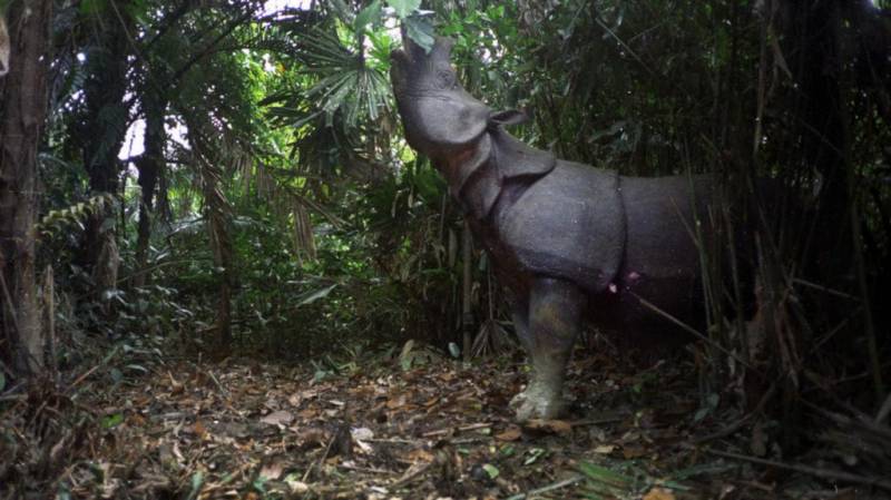 Яванский носорог: фото, описание, места обитания, образ жизни. Интересные факты о носорогах