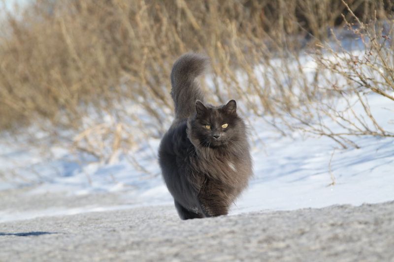В этом посте обитают самые пушистые кошки на свете животные,кошки и коты