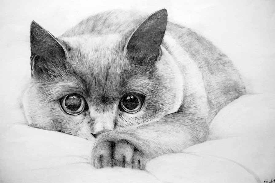 Рисунок кота карандашом Сообщество "Домашние и дикие животны | Эскизы  животных, Кошачий рисунок, Иллюстрации кошек