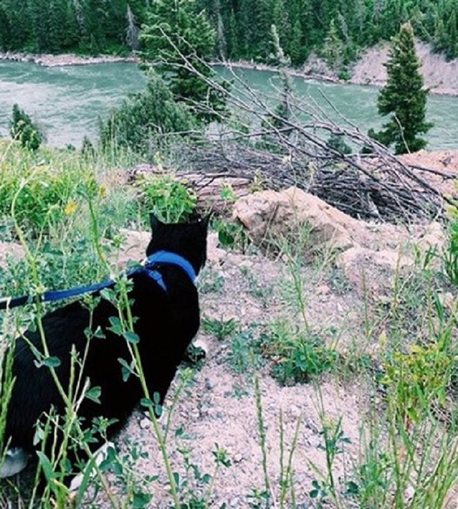 Кот на природе