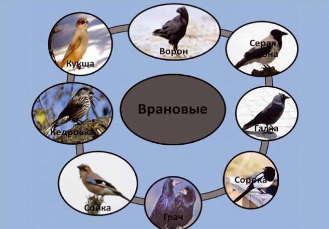 Врановые птицы: описание, фото, рацион питания, характеристики и особенности видов