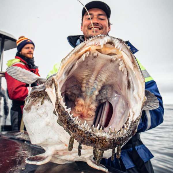 Странные существа из морских глубин, пойманные Романом Федорцовым