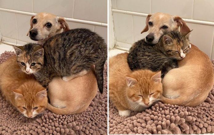 Без кота и жизнь не та