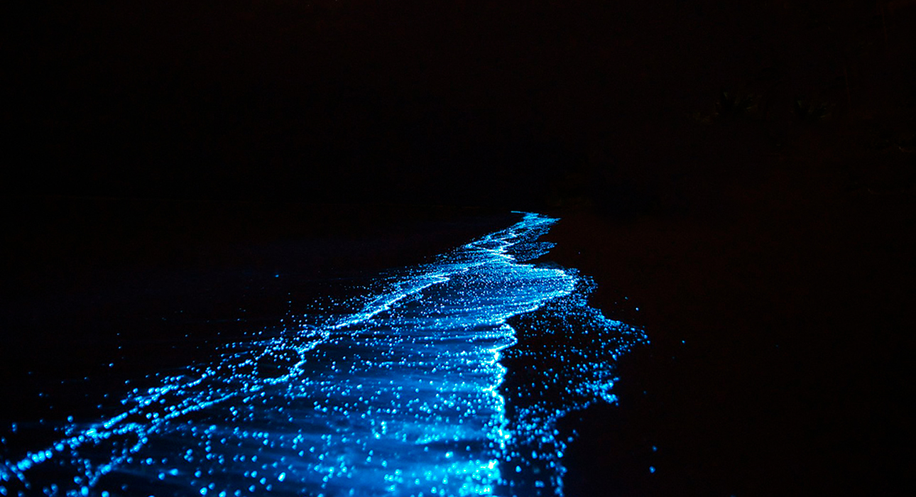 Биолюминесценция в океане