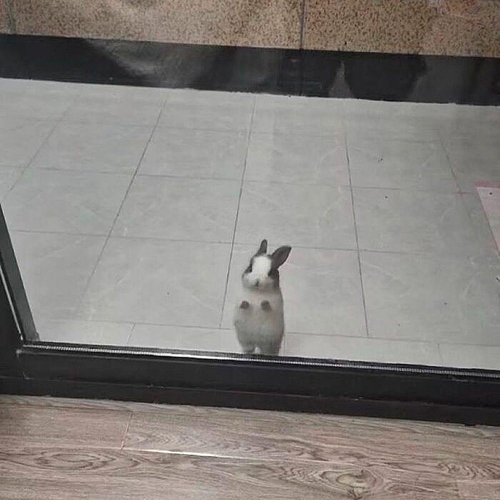 Очаровательные малыши: подборка самых милых фотографий детенышей животных