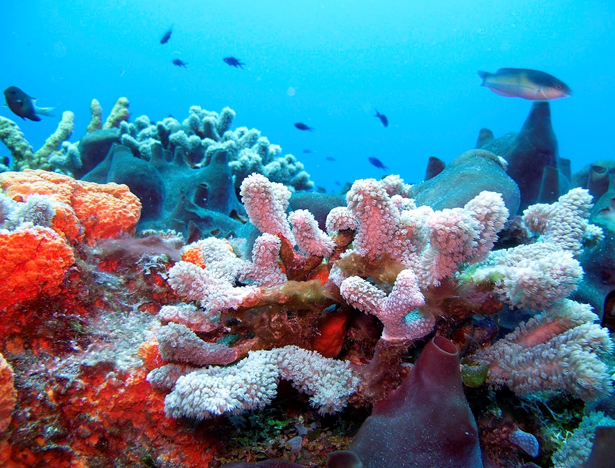Картинки Море Кораллы