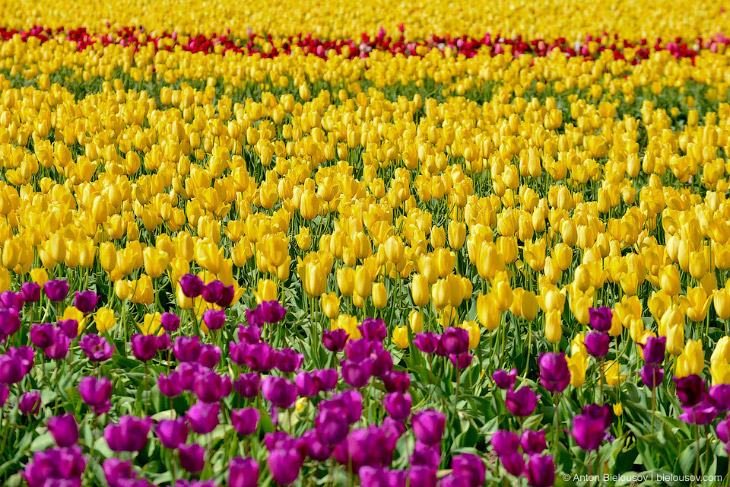 В Орегоне стартовал фестиваль тюльпанов В Орегоне стартовал фестиваль тюльпанов