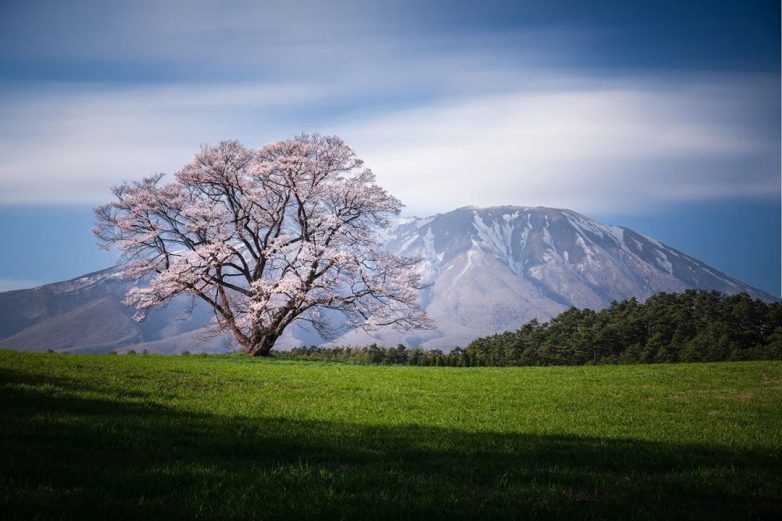 Япония: страна, которой невозможно налюбоваться Япония: страна, которой невозможно налюбоваться мир,страны,туризм,япония