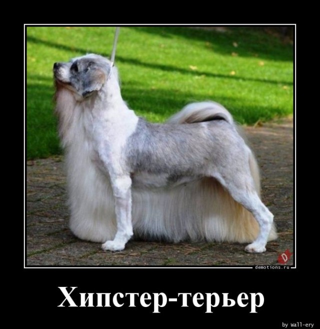 Демотиваторы – приколы на любой вкус: «Не высыпаешься?» 
