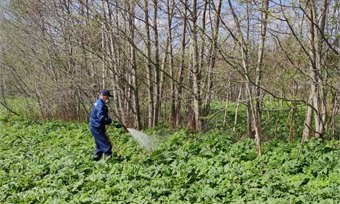 Под Череповцом начали истреблять борщевик