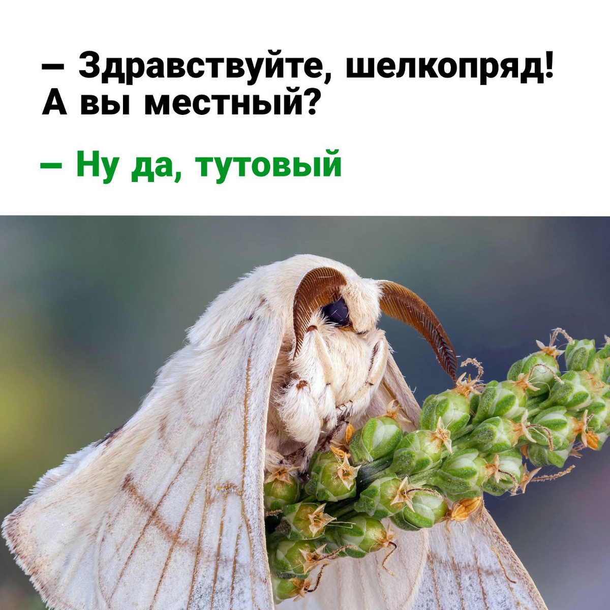 Мы гордо называем наш язык русским, а иностранцы завистливо говорят: «Какой же он сложный!» Мы гордо называем наш язык русским, а иностранцы завистливо говорят: «Какой же он сложный!» можно, слово, только, шашлыки», Русский, Великий, любим, могут, никто, пойдёт, культуры, русского, зависит, всего, клизму, реветь, белугой, несмотря, наречие, невозможно