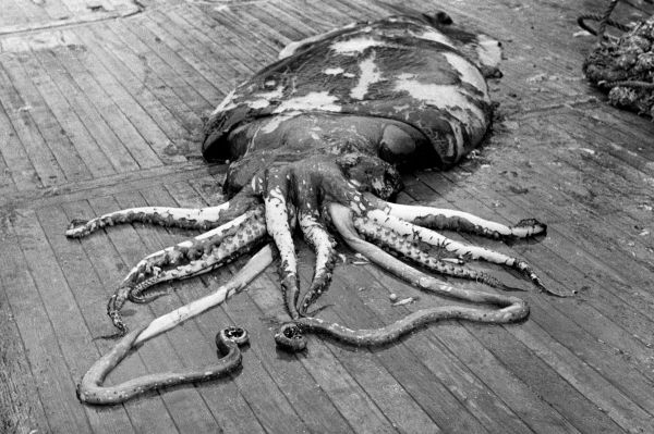 Гигантский кальмар-монстр и его жертвы  гигантский, кальмар, монстр