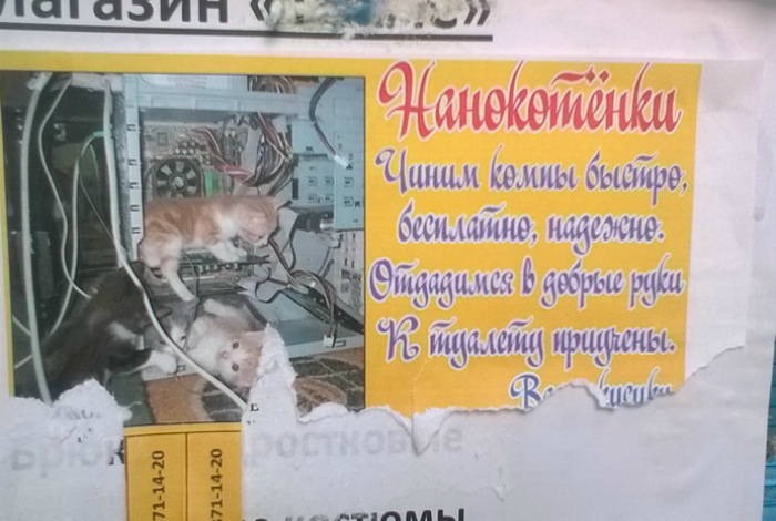 Котята чинят компы, но это еще не точно... | Фото: Joinfo.ua.