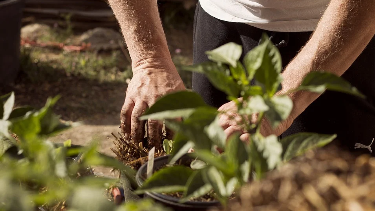 Дачникам рассказали, какие растения можно сажать на одной грядке