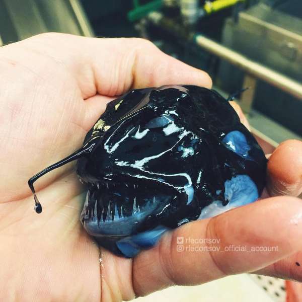 Странные существа из морских глубин, пойманные Романом Федорцовым