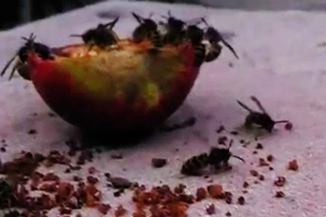 Ученые объяснили, почему осы ненавидят людей летом можно, достать, конце, сгнившие, процесс, пьянеют, лакомятся, удовольствием, фрукты, такие, пошелВот, сахара, содержанием, высоким, отходы, утилизируют, путем, другим, ферментаций, получается