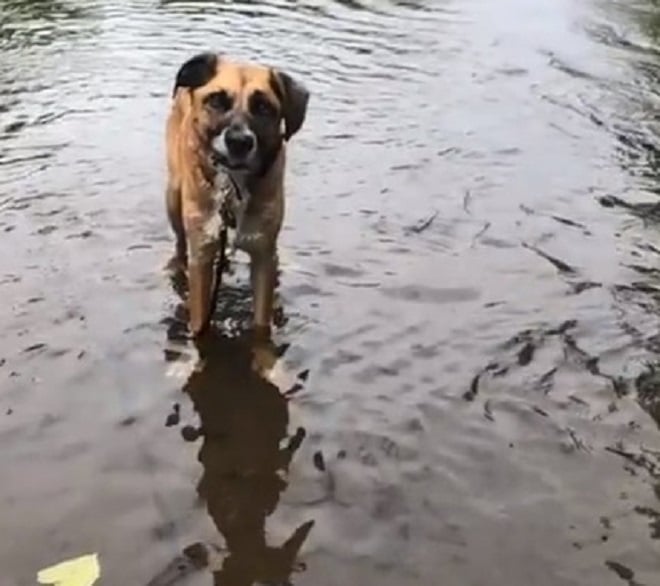 Собака в воде