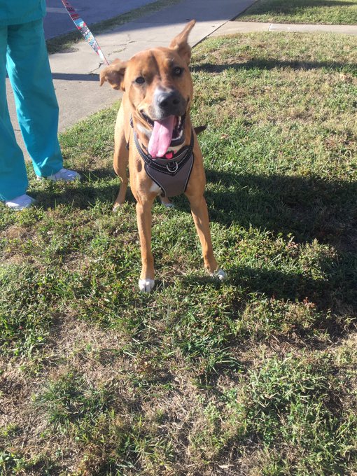 собака гуляет