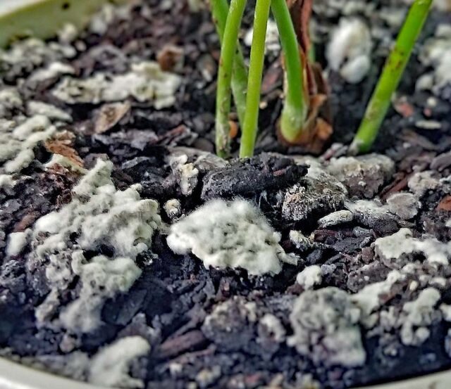 Плесень указывает на заражение почвы патогенными грибами и чрезмерную влажность. © eastborngardens 

