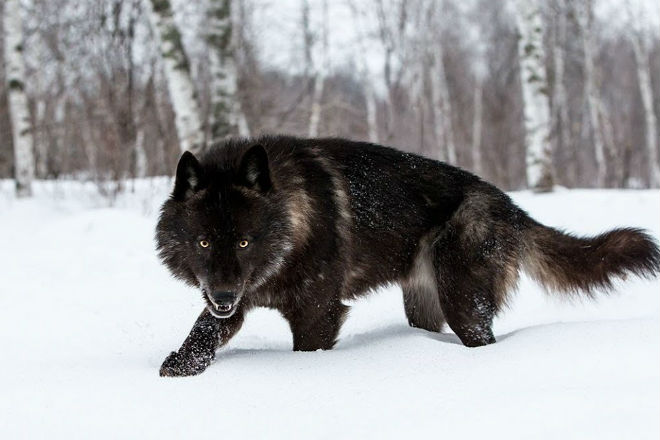 Путь Черного волка на вершину: как волки становятся вожаками стаи