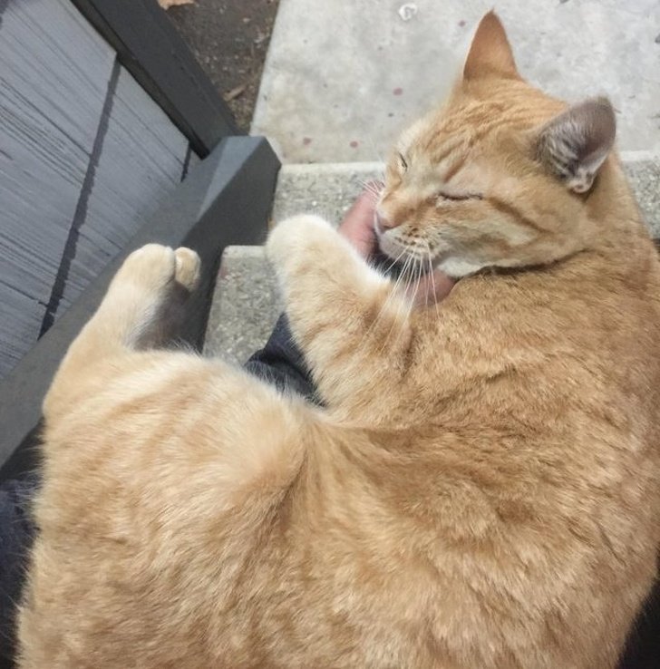 Эти фотографии доказывают, что животные созданы из любви Эти фотографии доказывают, что животные созданы из любви животные