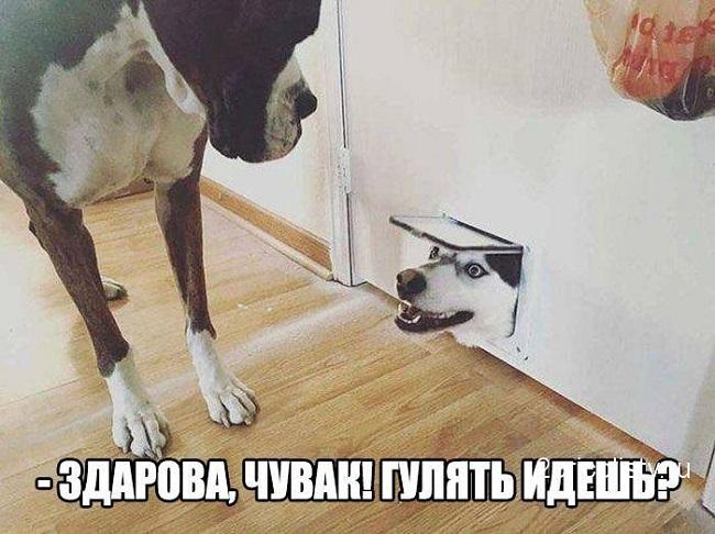 Лучшие шутки для хорошего настроения