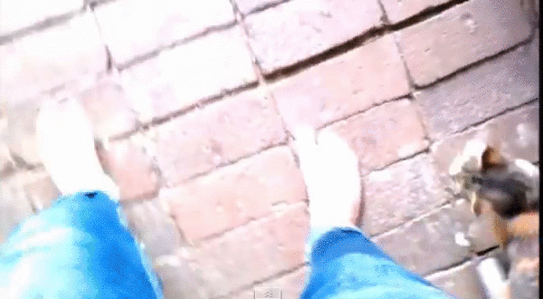 Вопросы, которые все хозяева время от времени задают своим кошкам Вопросы, которые все хозяева время от времени задают своим кошкам