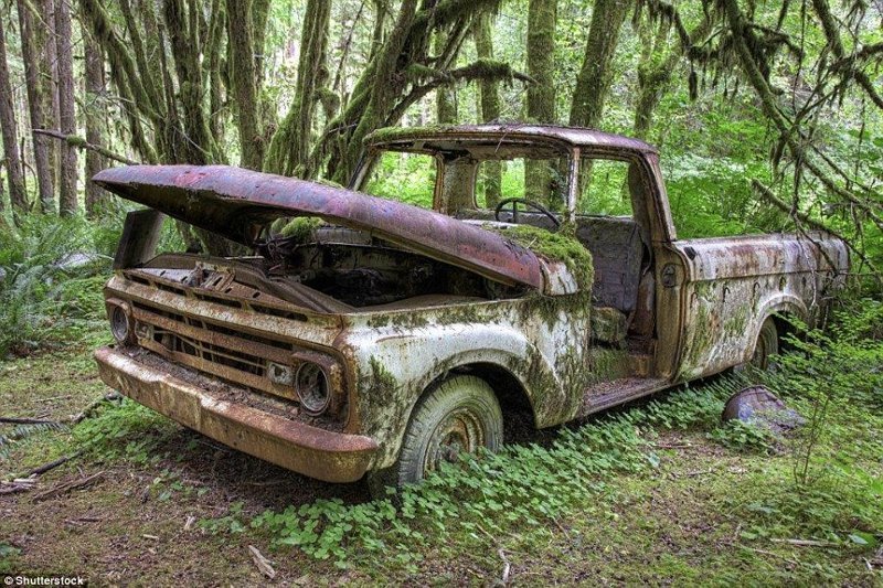 16. Заброшенный пикап Ford 1960-х годов, "умирающий" посреди леса в Олимпийском национальном парке, Вашингтон, США. заброшенное, заброшенные места, заброшенные объекты, интересное, находки, подборка, разрушенное, фото