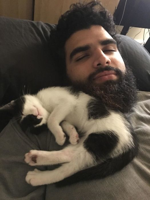 20 фотографий котов, которые, если присмотреться, повсюду животные