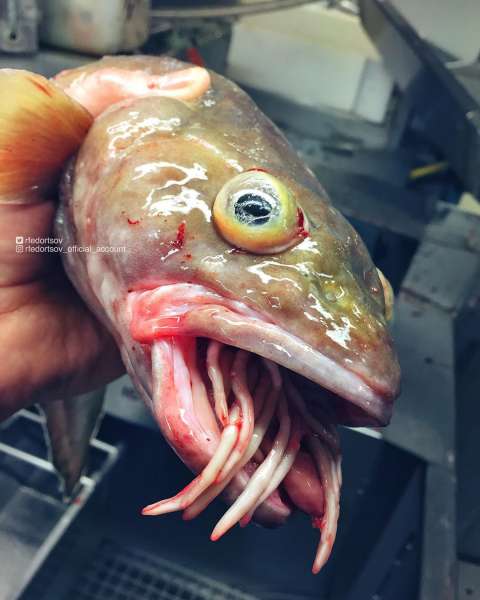 Странные существа из морских глубин, пойманные Романом Федорцовым