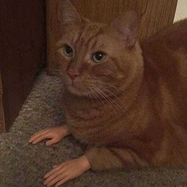 Мало кто замечал, но на карусели в парке все лошадки - девочки. анекдоты