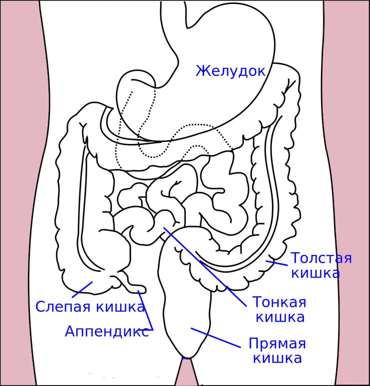 Самые большие и важные органы человека человека, органа, всего, крови, организма, может, грамм, объем, орган, весит, кишки, селезенка, литров, массы, длина, можно, системы, самых, придется, является